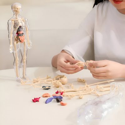 Model de anatomie umană - 16 organe și oase detașabile | FLESHTOPIA